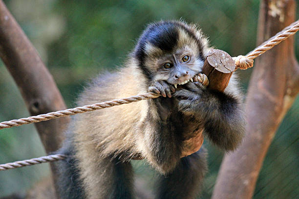 Brazil Tour Explorer | Book Tours, Tickets & Travel Experiences Online